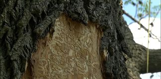 Ste Thérèse citizens want financial assistance to replace ash trees