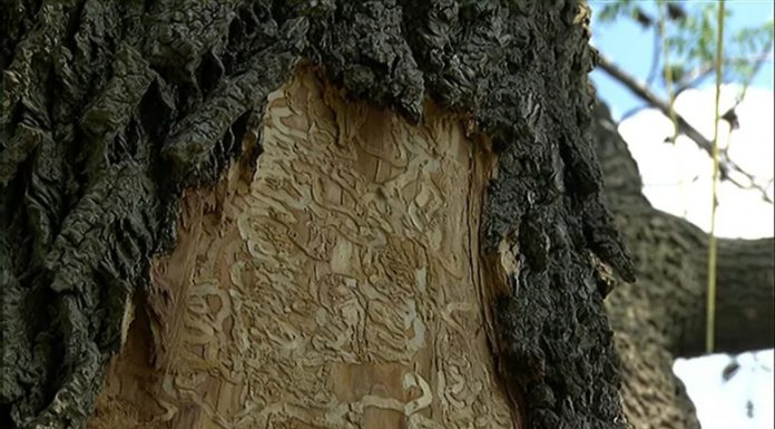 Ste Thérèse citizens want financial assistance to replace ash trees