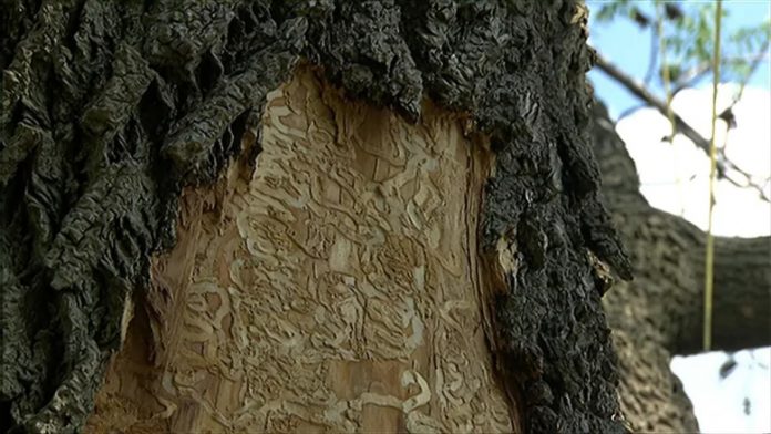 Ste Thérèse citizens want financial assistance to replace ash trees