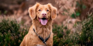 Dogs with medals…in the City of Rosemère