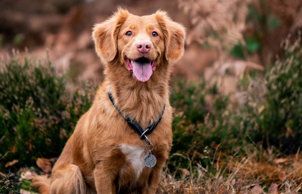 Dogs with medals…in the City of Rosemère