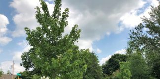 A hundred trees on boulevard Deux-Montagnes
