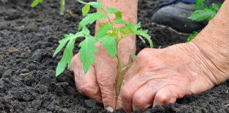 Sainte-Thérèse takes steps to thwart vandalism at the Le Boisé community garden