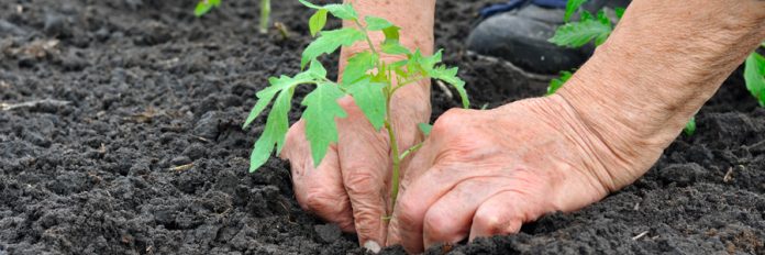 Sainte-Thérèse takes steps to thwart vandalism at the Le Boisé community garden
