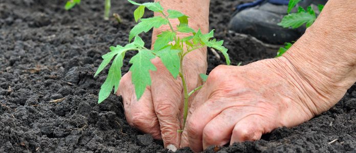 Sainte-Thérèse takes steps to thwart vandalism at the Le Boisé community garden