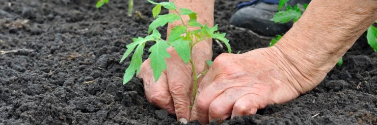 Sainte-Thérèse takes steps to thwart vandalism at the Le Boisé community garden