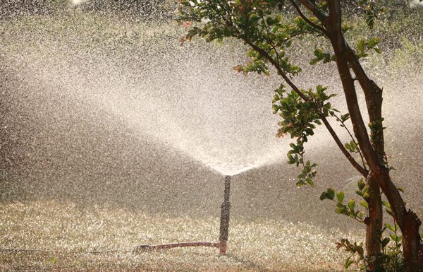 Lifting of ban on lawn watering