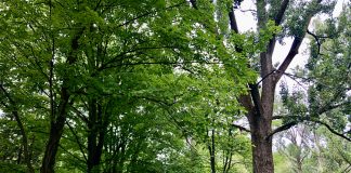 How does a forest become a museum?