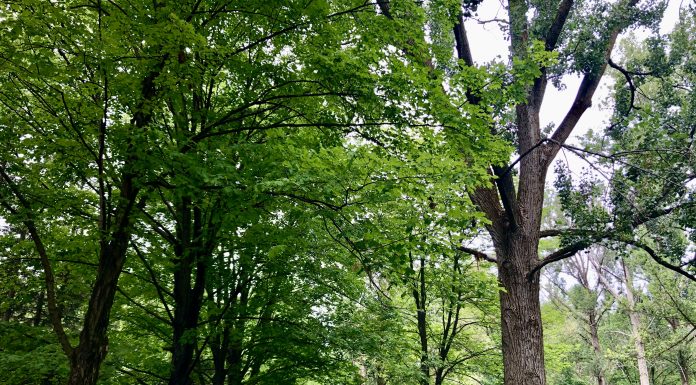 How does a forest become a museum?