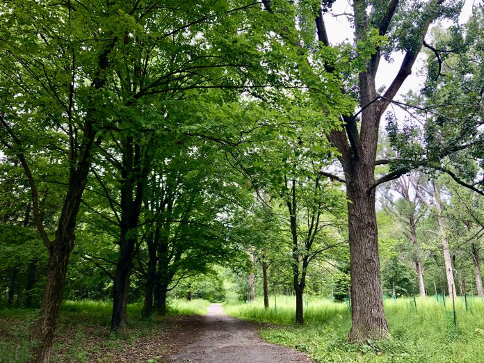 How does a forest become a museum?