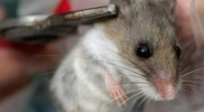 Hantavirus: a mouse’s rare dangerous gift