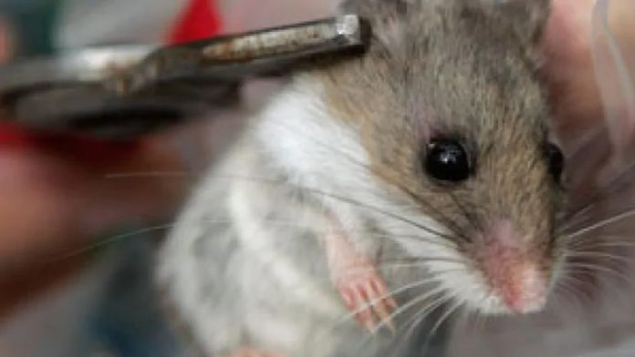 Hantavirus: a mouse’s rare dangerous gift