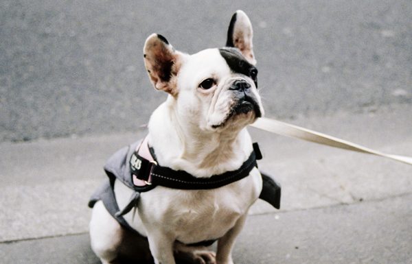Blainville tightens the leash