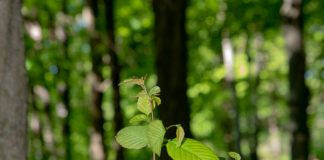The environment, a priority for Rosemère