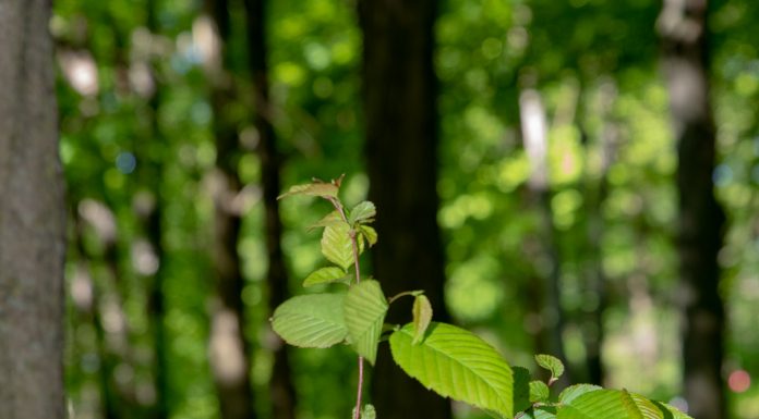 The environment, a priority for Rosemère