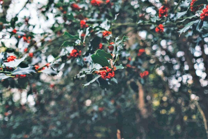 A Rosemère take on Christmas