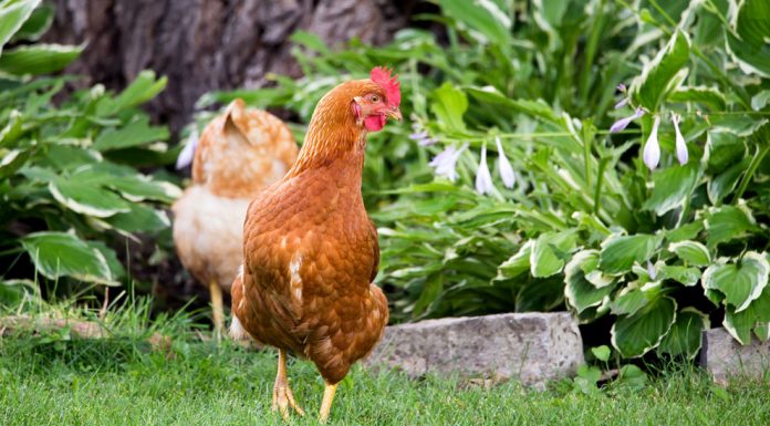 Chickens in Saint-Eustache!