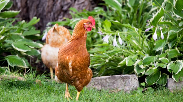 Chickens in Saint-Eustache!