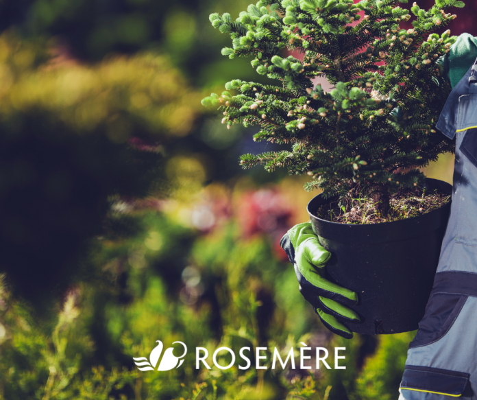 Reversing the ravages of the emerald ash borer in Rosemère