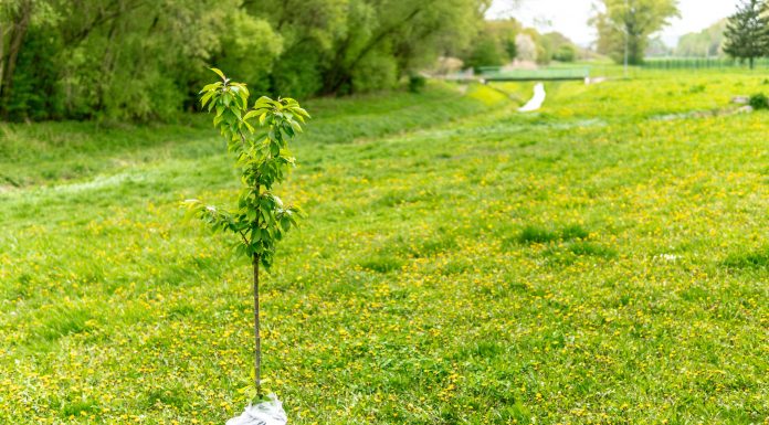 Tree shoot distribution in Rosemère