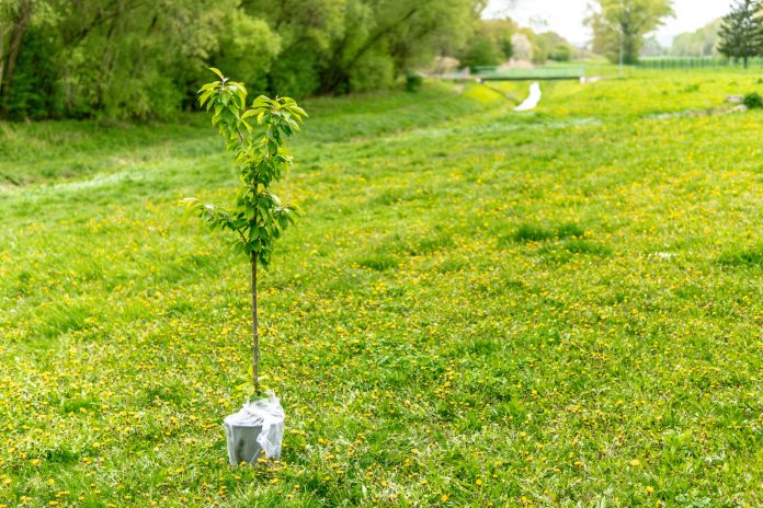 Tree shoot distribution in Rosemère