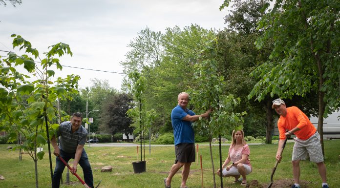 Massive tree-planting operation in Rosemère