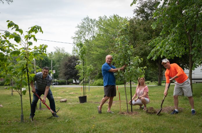 Massive tree-planting operation in Rosemère