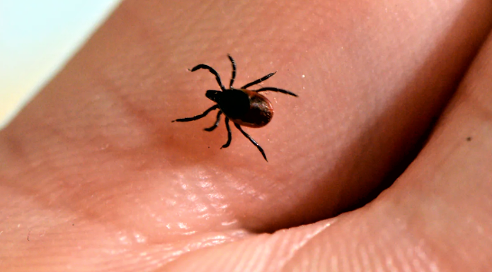 Ticks in urban areas all over Canada