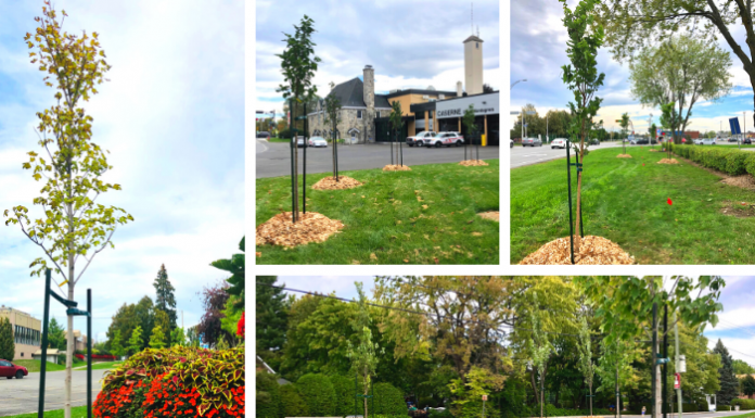NATIONAL TREE DAY 2021: 100 TREES PLANTED BY THE CITY OF DEUX-MONTAGNES FOR ITS 100 YEARS