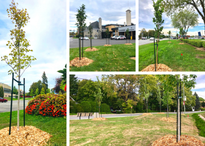 NATIONAL TREE DAY 2021: 100 TREES PLANTED BY THE CITY OF DEUX-MONTAGNES FOR ITS 100 YEARS