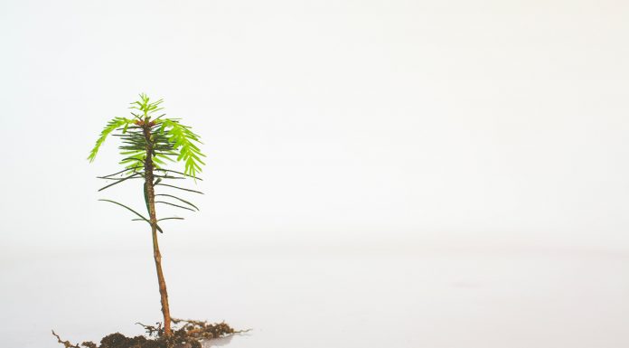 The Social Reforestation Program takes root in Sainte-Thérèse