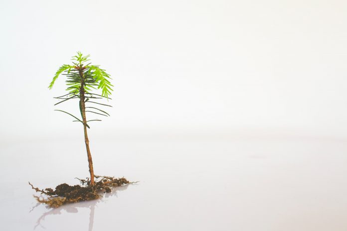 The Social Reforestation Program takes root in Sainte-Thérèse