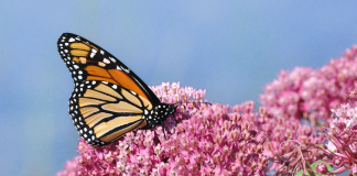 Deux-Montagnes, butterfly friend!