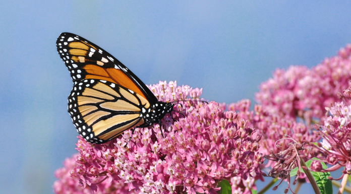 Deux-Montagnes, butterfly friend!