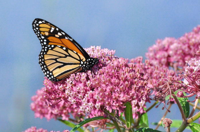 Deux-Montagnes, butterfly friend!