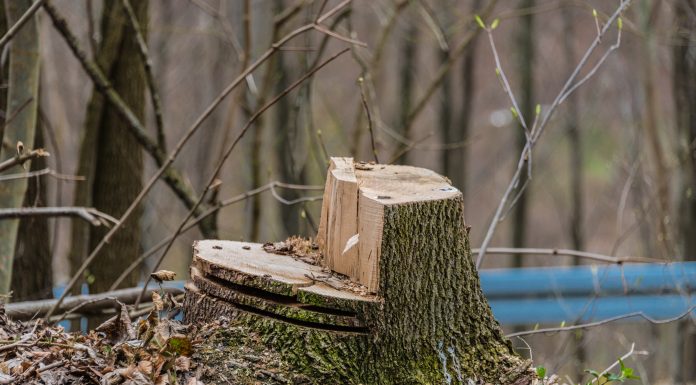 Winter tree inspections in Rosemère