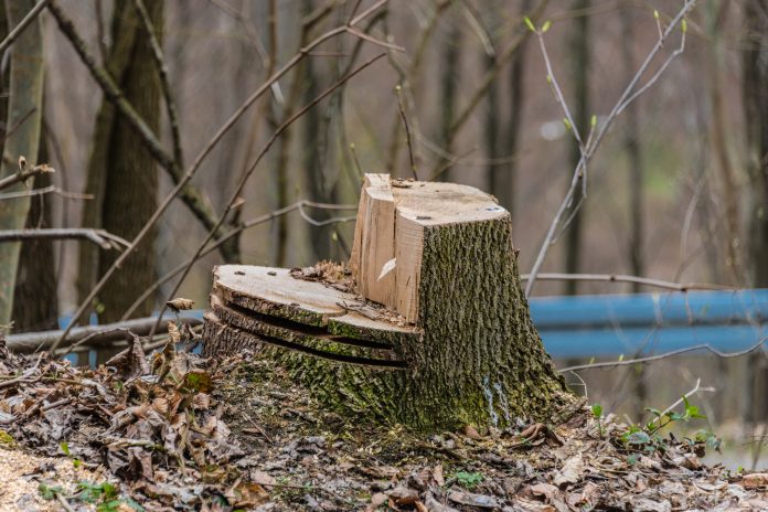 Winter tree inspections in Rosemère