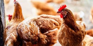 A clucking seminar
