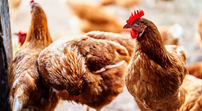A clucking seminar