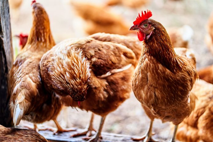A clucking seminar