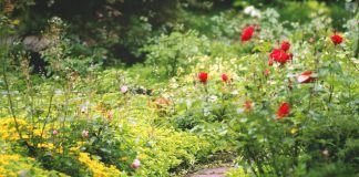 How to prepare your garden after winter