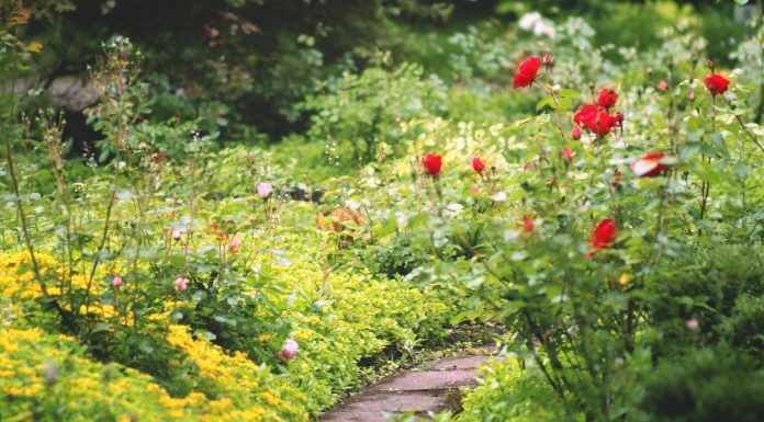 How to prepare your garden after winter