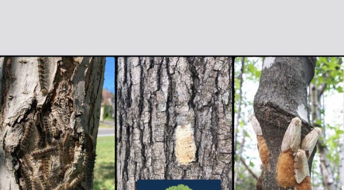 Can you cut down your tree in Rosemere?