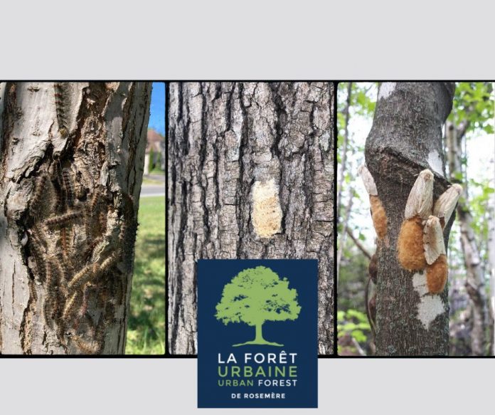 Can you cut down your tree in Rosemere?