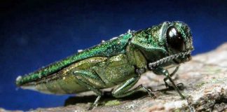 Removing the victims of the emerald ash borers