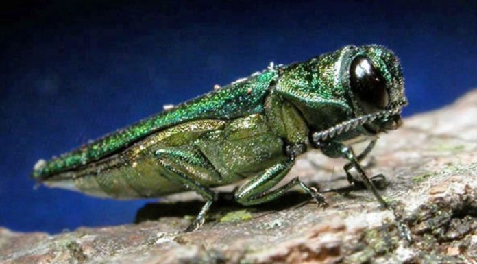 Removing the victims of the emerald ash borers
