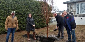 A massive tree planting project