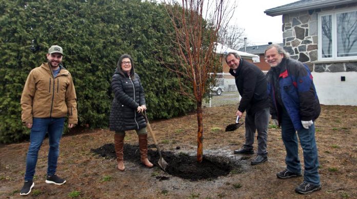 A massive tree planting project