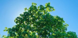 Rosemère shows its green