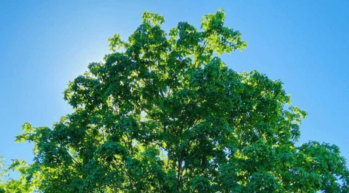 Rosemère shows its green